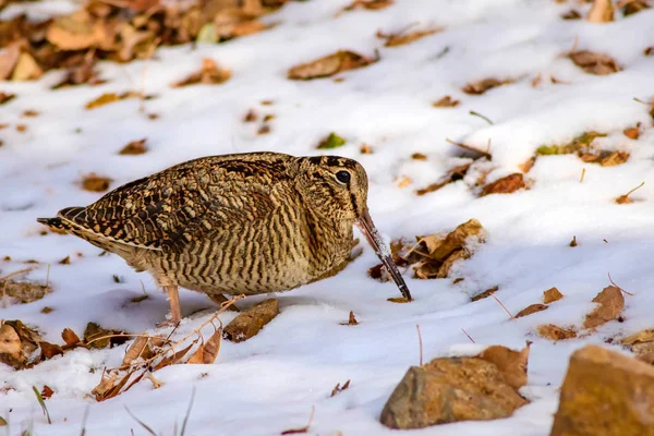 Camouflage Vogel Woodcock Bruine Droge Bladeren Sneeuw Vogel Euraziatische Woodcock — Stockfoto