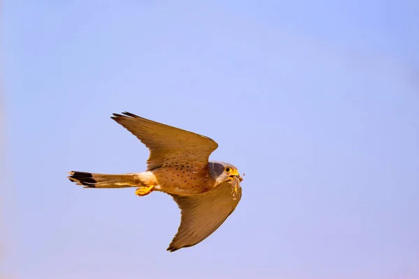 Falcão Voador Fundo Azul Céu Kestrel Comum Menor Kestrel Falco — Fotografia de Stock