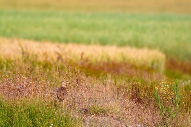 Doğa ve kuş. Sarı yeşil doğa arka plan. Kuş: Avrasya Taşı curlew. Burhinus oedicnemus. 