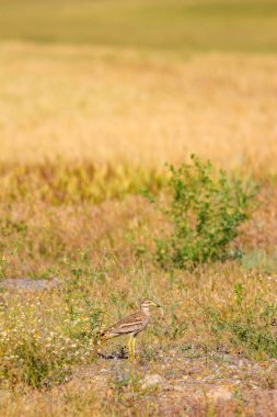 Doğa ve kuş. Sarı yeşil doğa arka plan. Kuş: Avrasya Taşı curlew. Burhinus oedicnemus. 