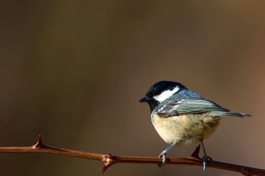 Sevimli küçük kuş. Doğa arka planı. Park, bahçe orman kuşu: Kömür meyonu. 