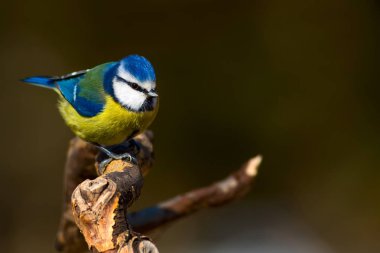 Sevimli renkli kuş. Doğa arka planı. Ortak kuş: Avrasya Mavi Tit. Siyanürler caeruleus.