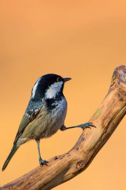 Sevimli küçük kuş. Doğa arka planı. Park, bahçe orman kuşu: Kömür meyonu. 