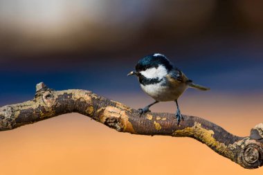 Sevimli küçük kuş. Doğa arka planı. Park, bahçe orman kuşu: Kömür meyonu. 