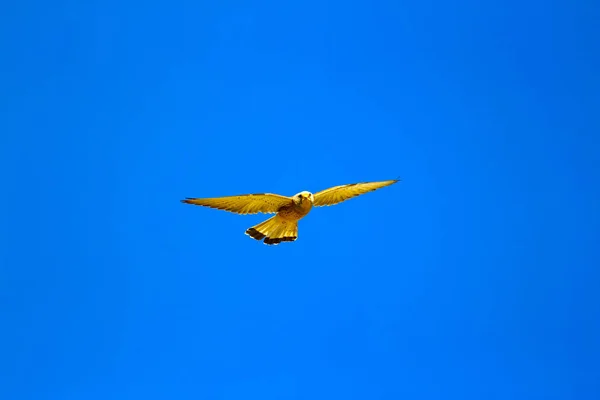 Fliegender Falke Blauer Himmel Hintergrund Turmfalke Turmfalke Falco Naumanni — Stockfoto