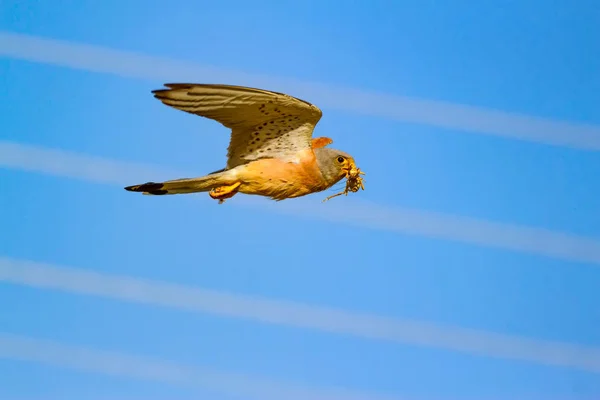 Falcão Voador Fundo Azul Céu Kestrel Comum Menor Kestrel Falco — Fotografia de Stock