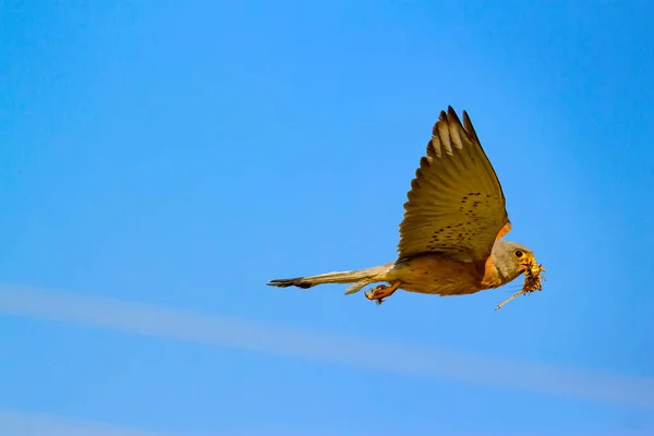Falcão Voador Fundo Azul Céu Kestrel Comum Menor Kestrel Falco — Fotografia de Stock