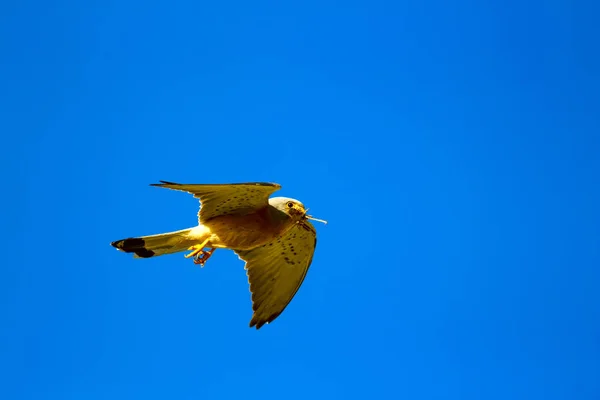 Vliegende Valk Blauwe Hemel Achtergrond Gemeenschappelijke Torenvalk Kleine Torenvalk Falco — Stockfoto