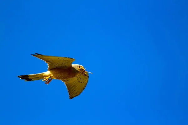 Flygande Falk Blå Himmel Bakgrund Tornfalk Mindre Tornfalk Falco Naumanni — Stockfoto