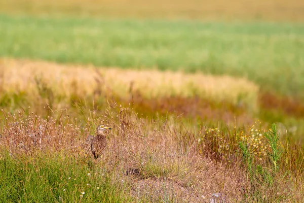 Natureza Pássaro Amarelo Verde Natureza Fundo Pássaro Pedra Eurasiática Curlew — Fotografia de Stock