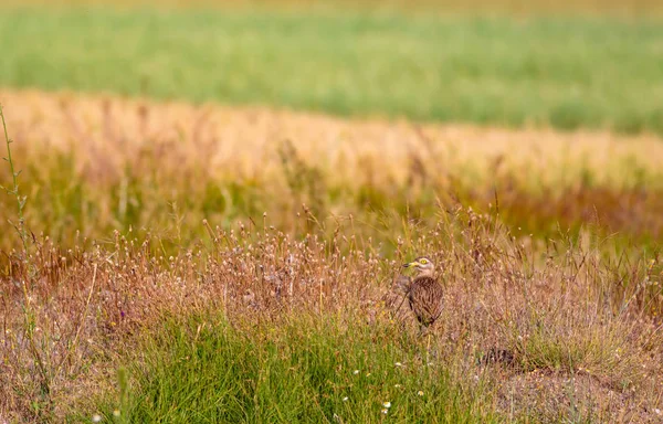 Natureza Pássaro Amarelo Verde Natureza Fundo Pássaro Pedra Eurasiática Curlew — Fotografia de Stock