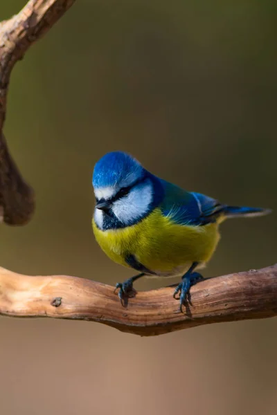 Roztomilá Ptáčku Modrý Kozy Přírodní Pozadí Pták Eurasijská Modř Cyanistes — Stock fotografie