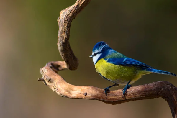 Roztomilá Ptáčku Modrý Kozy Přírodní Pozadí Pták Eurasijská Modř Cyanistes — Stock fotografie