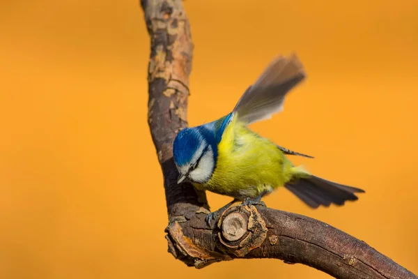 Söt Liten Fågel Blåmes Natur Bakgrund Fågel Blåmes Cyanistes Caeruleus — Stockfoto