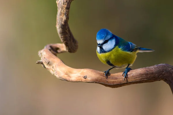 Niedlicher Kleiner Vogel Blaumeisen Natur Hintergrund Vogel Blaumeise Cyanistes Caeruleus — Stockfoto