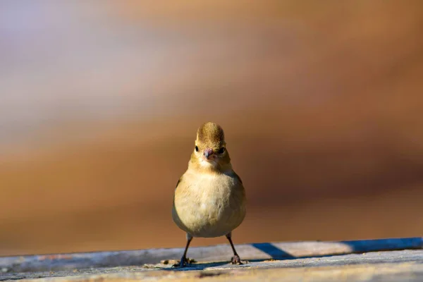 かわいい鳥自然な背景 一般的なチャフィンチ フリンギラ コエレブス — ストック写真