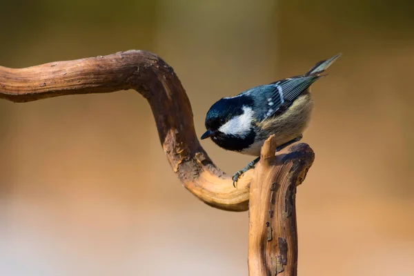 Niedlicher Kleiner Vogel Natur Hintergrund Park Garten Waldvogel Kohlmeise — Stockfoto