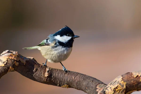 Joli Petit Oiseau Fond Naturel Parc Jardin Forêt Oiseau Charbon — Photo