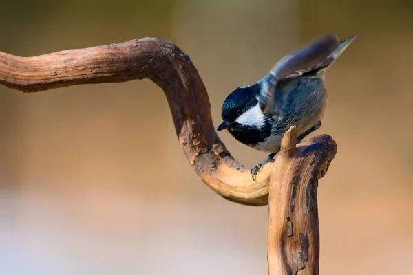 Joli Petit Oiseau Fond Naturel Parc Jardin Forêt Oiseau Charbon — Photo