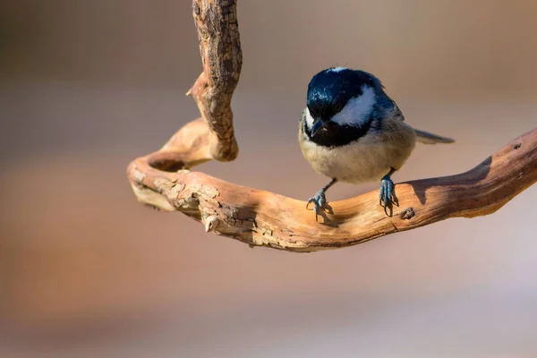 Niedlicher Kleiner Vogel Natur Hintergrund Park Garten Waldvogel Kohlmeise — Stockfoto