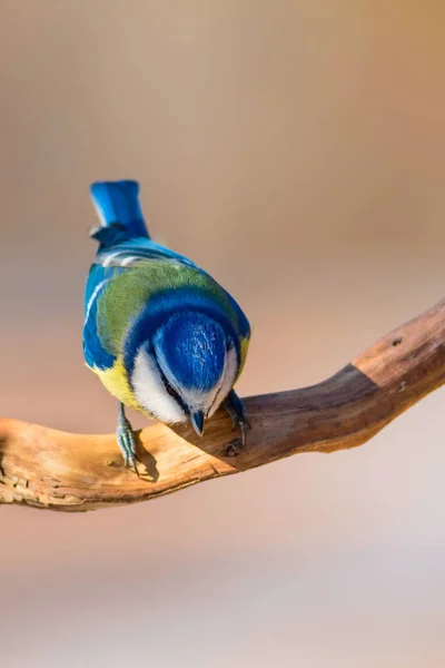 かわいいカラフルな鳥 自然の背景 一般的な鳥 ユーラシアブルーティット シアニストカエルールス — ストック写真