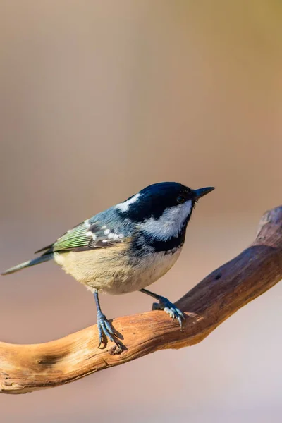 Joli Petit Oiseau Fond Naturel Parc Jardin Forêt Oiseau Charbon — Photo