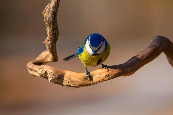 Mignon Oiseau Coloré Fond Naturel Oiseau Commun Mésange Bleue Cyanistes — Photo