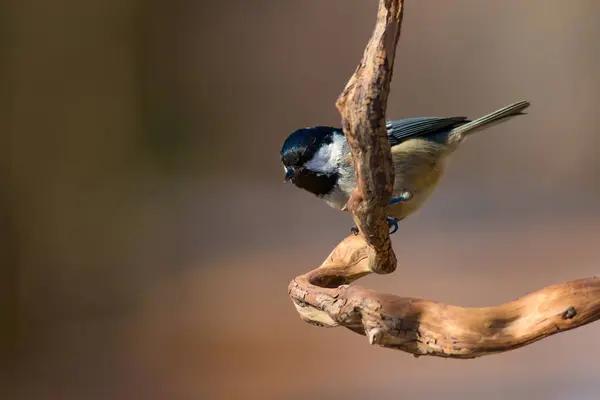 Sevimli Küçük Kuş Doğa Arka Planı Park Bahçe Orman Kuşu — Stok fotoğraf