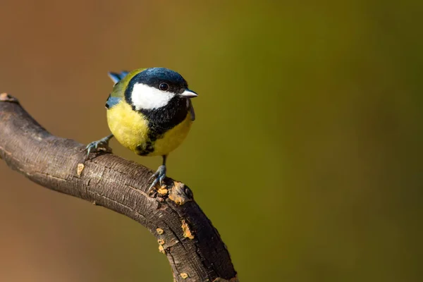 Lindo Pajarito Gran Teta Fondo Naturaleza —  Fotos de Stock