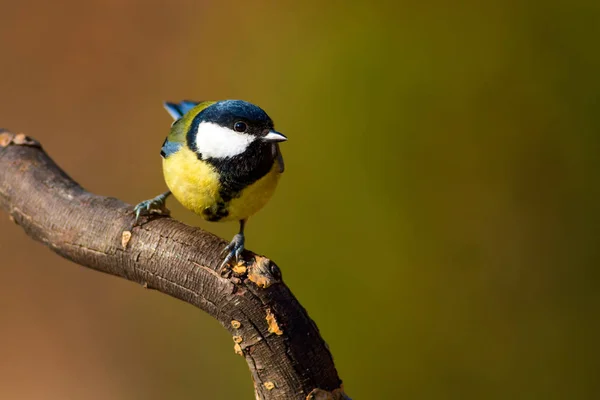 Niedlicher Kleiner Vogel Kohlmeise Hintergrund Natur — Stockfoto