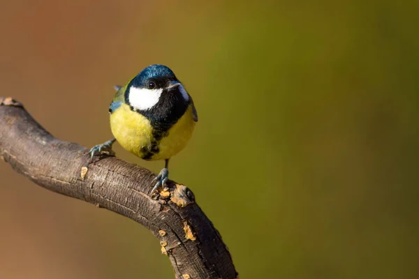 Uccellino Carino Bella Tetta Sfondo Della Natura — Foto Stock