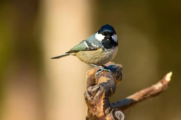 Joli Petit Oiseau Fond Naturel Parc Jardin Forêt Oiseau Charbon — Photo