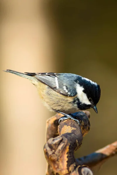 Cute little bird. Nature background. Park, garden forest bird: Coal tit.