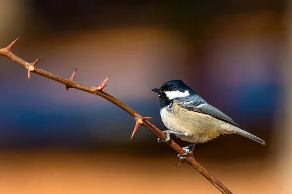 Cute little bird. Nature background. Park, garden forest bird: Coal tit.