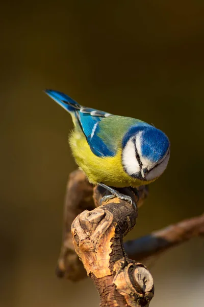 Niedlichen Bunten Vogel Natur Hintergrund Gemeiner Vogel Blaumeise Cyanistes Caeruleus — Stockfoto