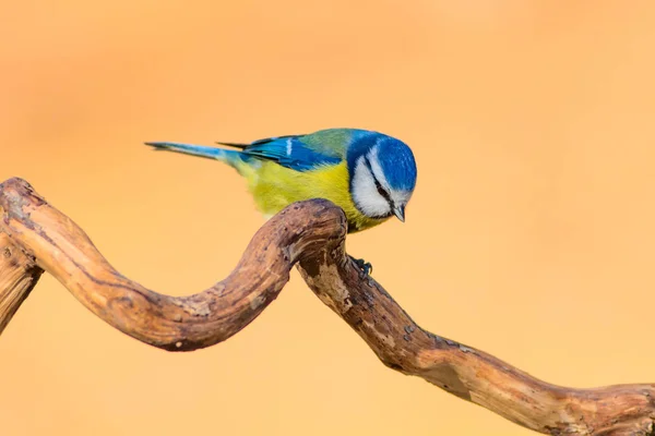 Lindo Pájaro Colorido Fondo Naturaleza Pájaro Común Eurasian Blue Tit —  Fotos de Stock