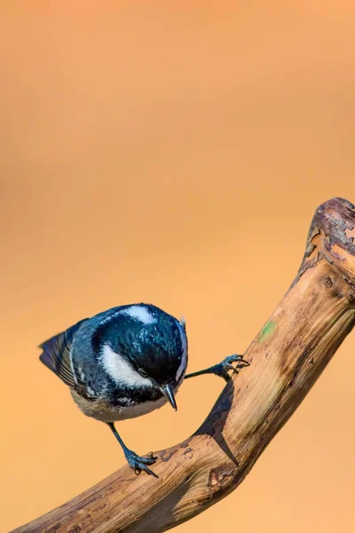 Милий Маленький Птах Природний Фон Парк Садовий Лісовий Птах Вугільна — стокове фото