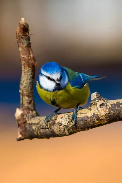 Niedlichen Bunten Vogel Natur Hintergrund Gemeiner Vogel Blaumeise Cyanistes Caeruleus — Stockfoto