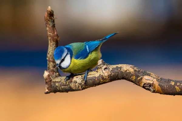 Niedlichen Bunten Vogel Natur Hintergrund Gemeiner Vogel Blaumeise Cyanistes Caeruleus — Stockfoto