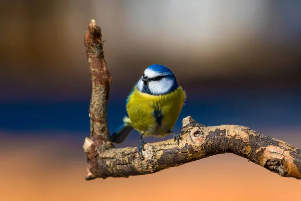 Cute colorful bird. Nature background. Common bird: Eurasian Blue Tit. Cyanistes caeruleus.