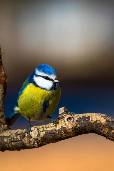 Niedlichen Bunten Vogel Natur Hintergrund Gemeiner Vogel Blaumeise Cyanistes Caeruleus — Stockfoto