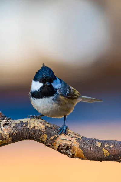 Cute little bird. Nature background. Park, garden forest bird: Coal tit.