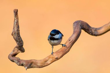 Sevimli küçük kuş. Doğa arka planı. Park, bahçe orman kuşu: Kömür meyonu. 