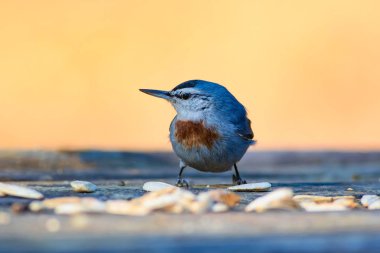 Sevimli küçük kuş. Doğa arka planı. Krupers Sıvacı kuşu. Sitta krueperi.