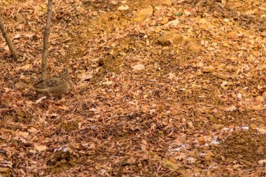 Kamuflaj kuşu. Woodcock. Kuru yapraklar. Kahverengi doğa arka plan. Kuş: Avrasya Woodcock. Scolopax rusticola .