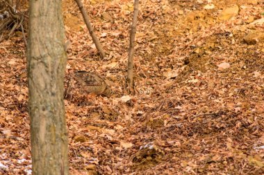 Kamuflaj kuşu. Woodcock. Kuru yapraklar. Kahverengi doğa arka plan. Kuş: Avrasya Woodcock. Scolopax rusticola .