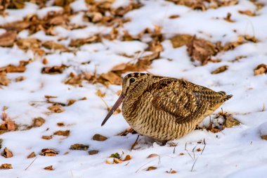 Kamuflaj kuş woodcock. Kahverengi kuru yapraklar ve kar arka plan. Kuş: Avrasya Woodcock. Scolopax rusticola.