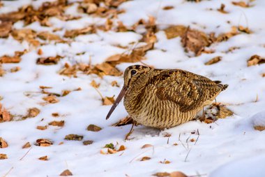 Kamuflaj kuş woodcock. Kahverengi kuru yapraklar ve kar arka plan. Kuş: Avrasya Woodcock. Scolopax rusticola.