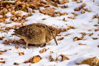 Kamuflaj kuş woodcock. Kahverengi kuru yapraklar ve kar. Kuş: Avrasya Woodcock. Scolopax rusticola.