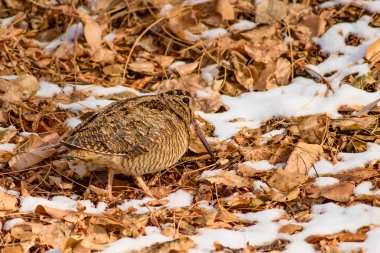 Kamuflaj kuş woodcock. Kahverengi kuru yapraklar ve kar. Kuş: Avrasya Woodcock. Scolopax rusticola.